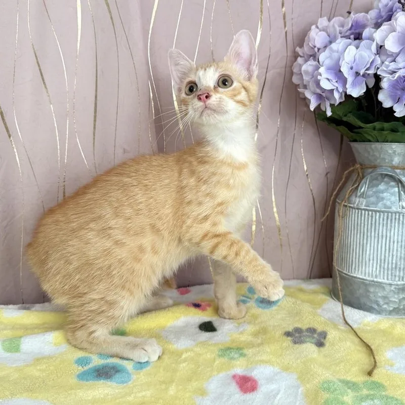 Ginger thumbnail 4