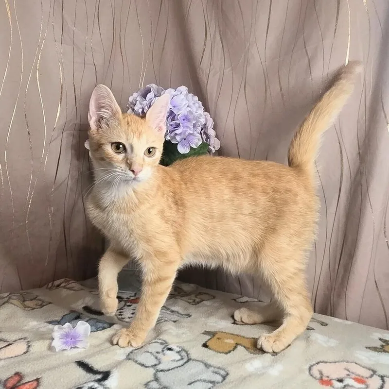 Ginger thumbnail 5