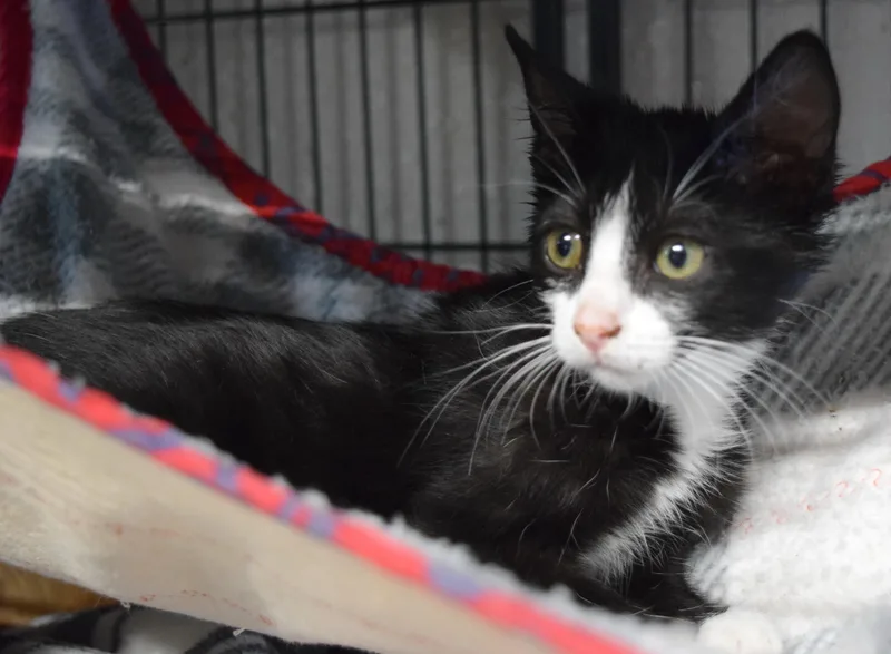A baby medium-sized male Domestic Short Hair cat named Shaggy for adoption in Bulverde, TX