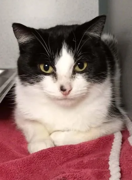 An adult medium-sized female Black & White / Tuxedo Domestic Short Hair cat named Oreo for adoption in Waupaca, WI