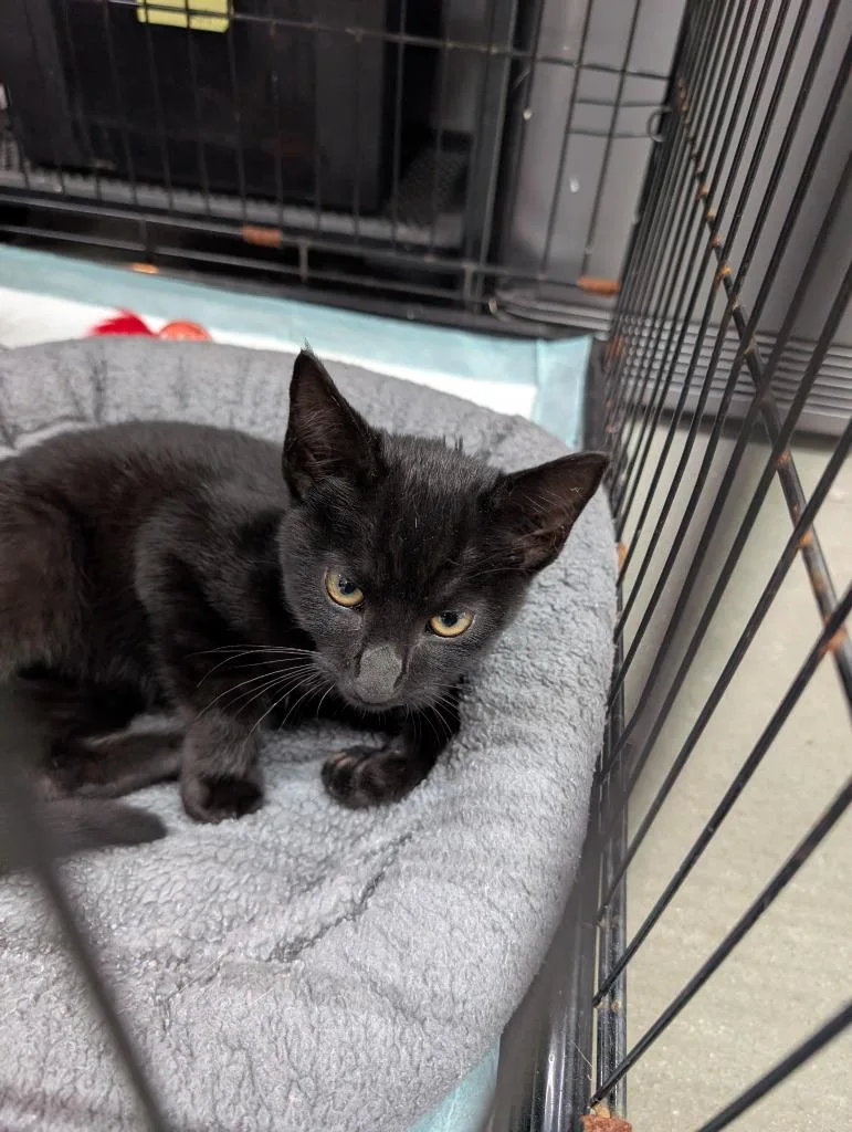 A baby medium-sized male Domestic Short Hair cat named Bingo for adoption in San Pedro, CA