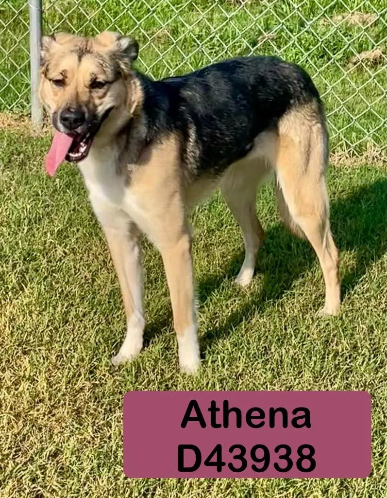 Athena
