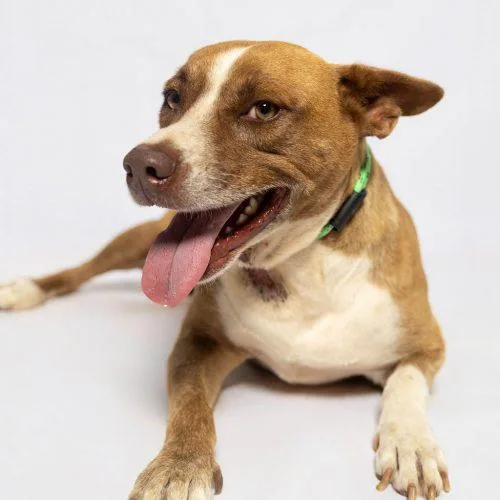 A young medium-sized male Brown / Chocolate American Staffordshire Terrier dog named Shortbread for adoption in Sullivan City, TX