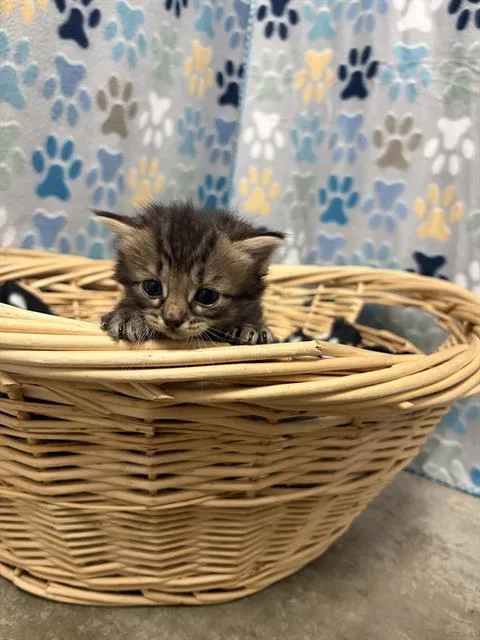 Leila
