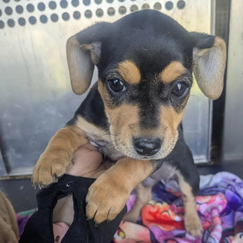 A baby small-sized female Black Hound dog named Orla for adoption in Birmingham, AL