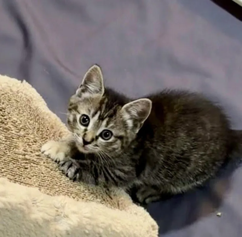 A baby medium-sized female Domestic Short Hair cat named Fern for adoption in Herndon, VA