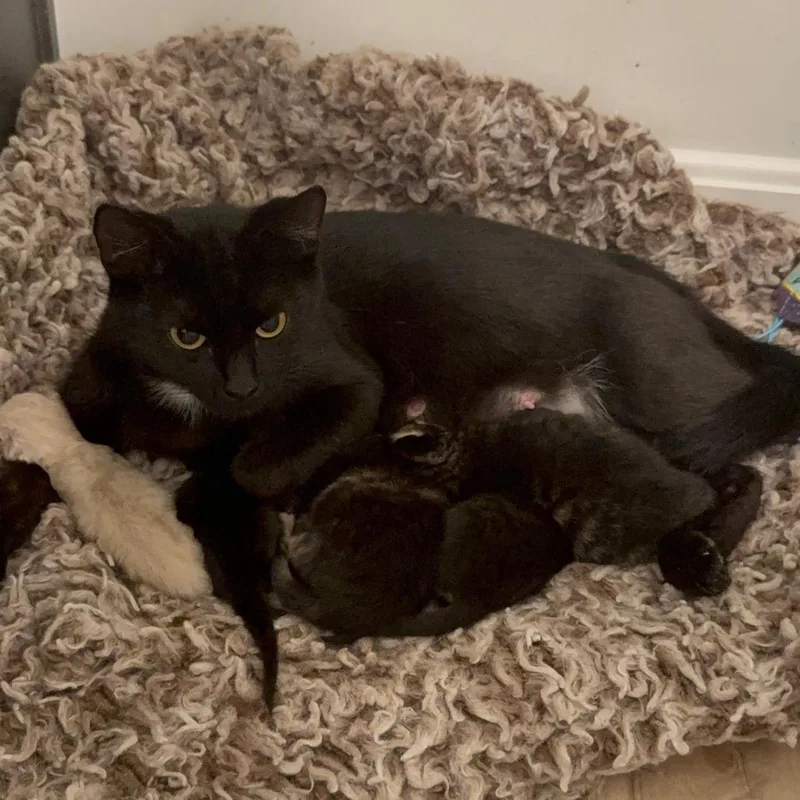 A young small-sized female Black Domestic Short Hair cat named Pour Over for adoption in Delaware, OH