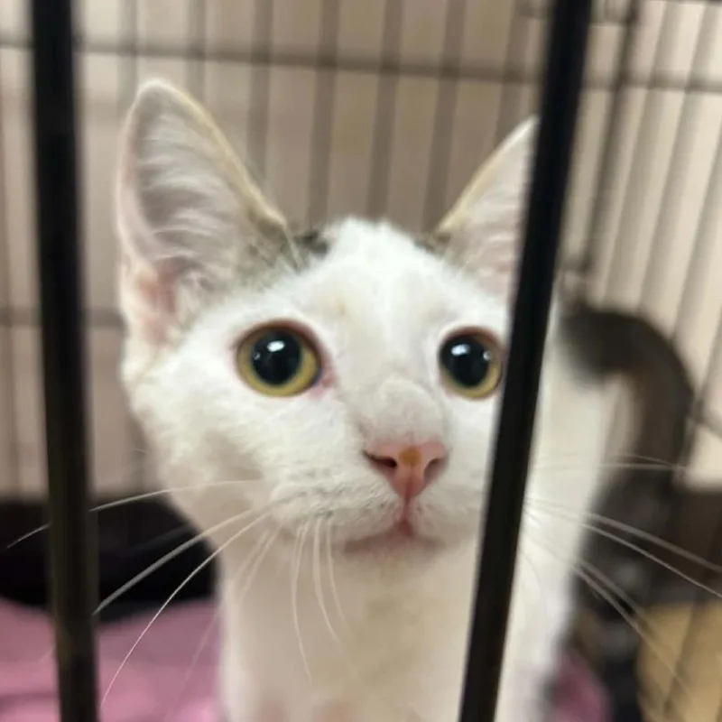 A baby small-sized female White Domestic Short Hair cat named Mj for adoption in Tyler, TX