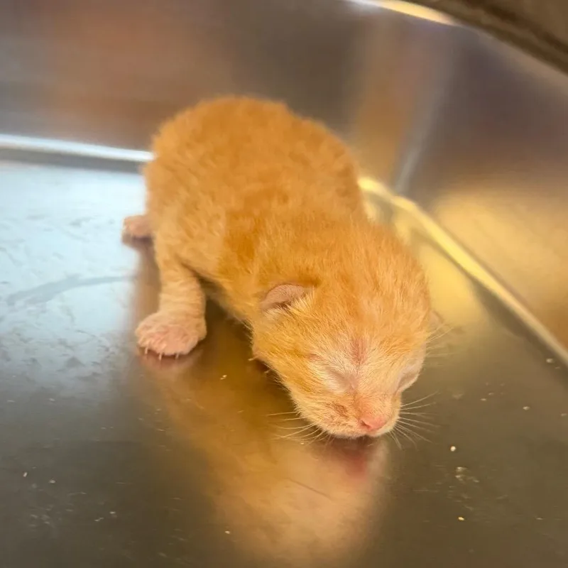 A baby small-sized male Orange / Red Domestic Short Hair cat named TUSCStray_ for adoption in Tuscaloosa, AL