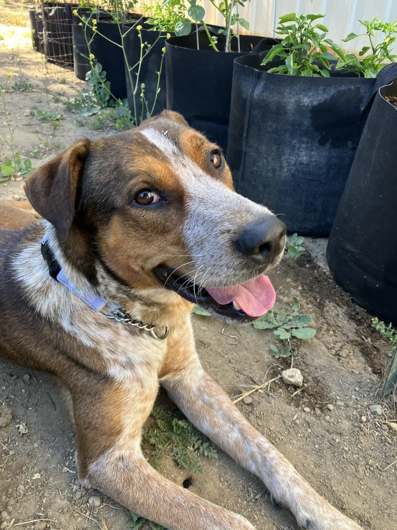 An adult medium-sized male Merle (Red) Australian Cattle Dog / Blue Heeler dog named Clifford for adoption in Arroyo Grande, CA
