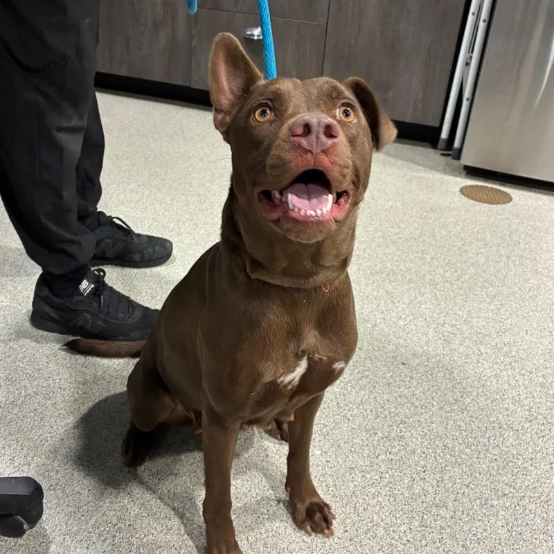 A young medium-sized female Brown / Chocolate Labrador Retriever dog named Nelly for adoption in Tampa, FL