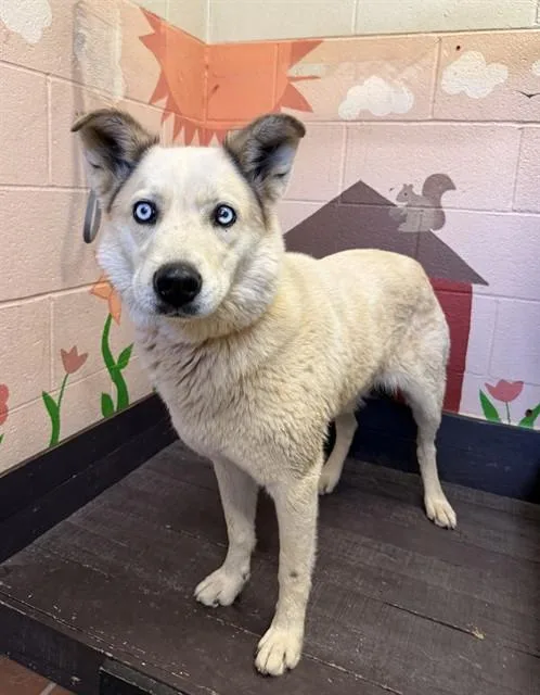 An adult medium-sized female Siberian Husky dog named Keyto for adoption in Castaic, CA