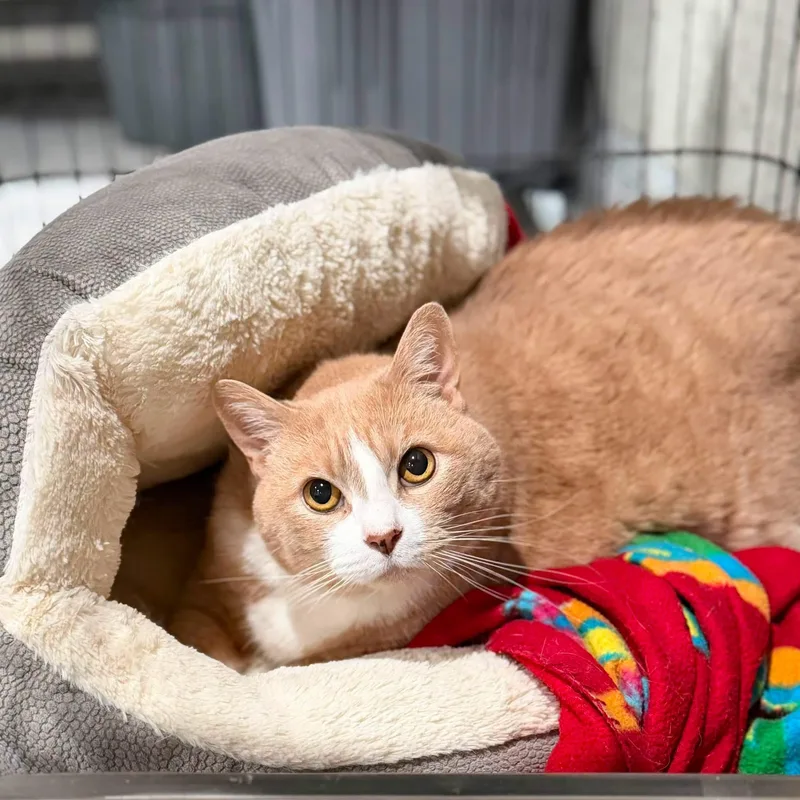 A senior medium-sized male Orange & White Domestic Short Hair cat named Loki for adoption in Kennebunk , ME