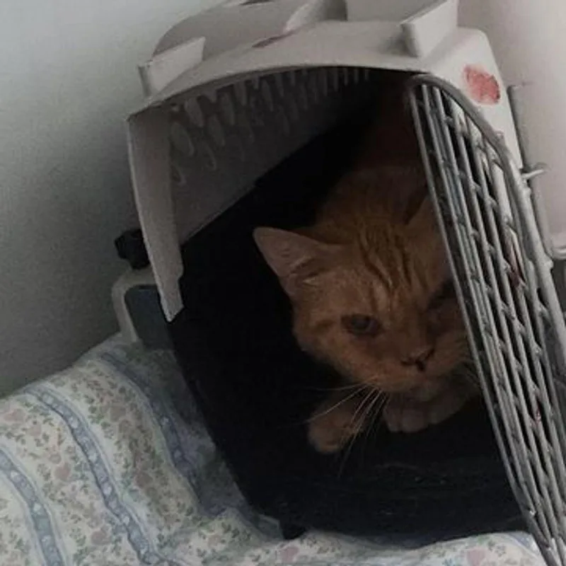 A senior medium-sized male Domestic Short Hair cat named Golden for adoption in Kingman, AZ