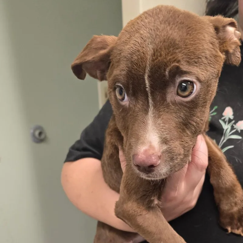 A baby medium-sized female Pit Bull Terrier dog named Daphne for adoption in Waldorf, MD