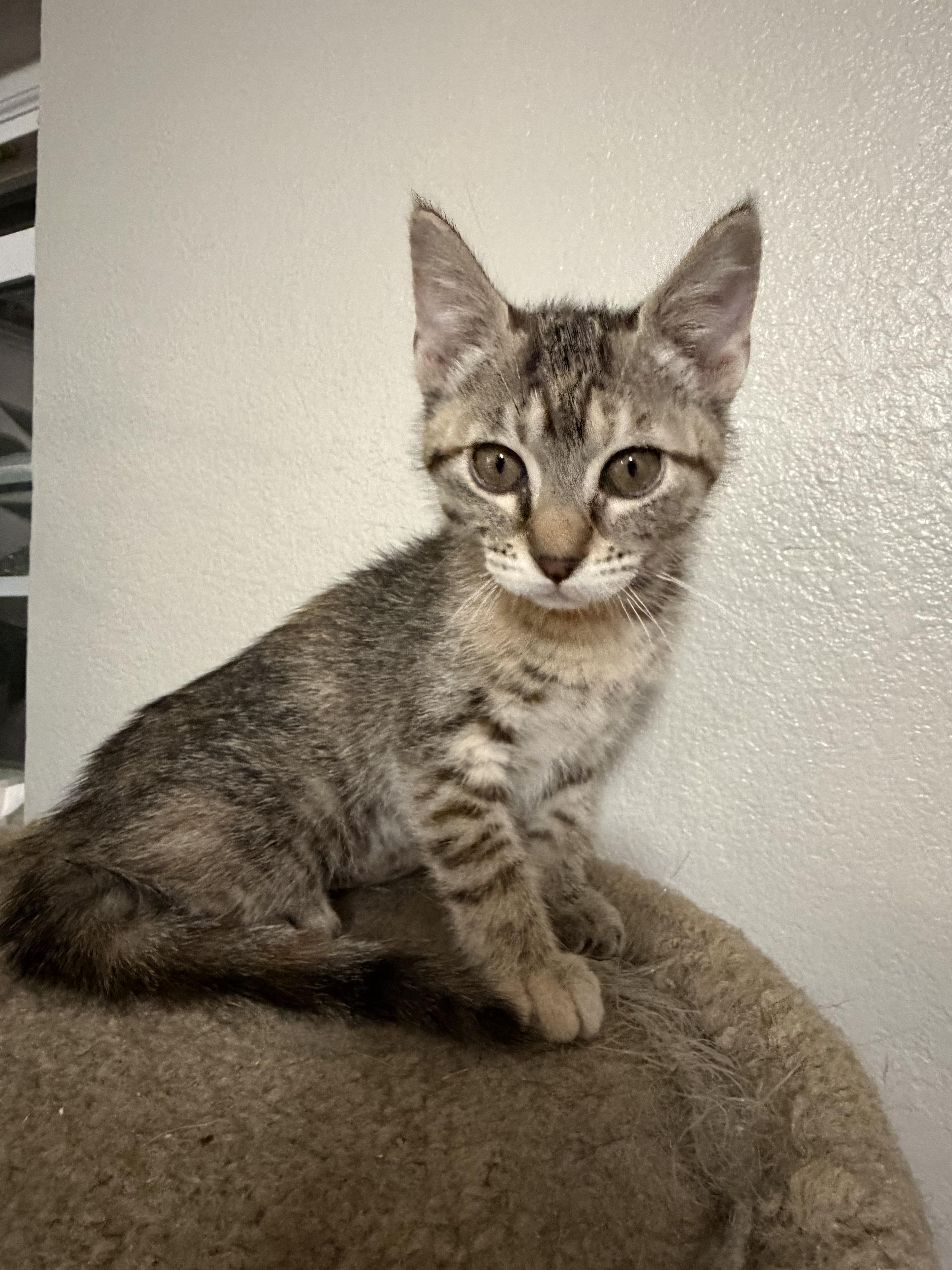 A baby small-sized female Domestic Short Hair cat named Bambi for adoption in Rio Linda, CA