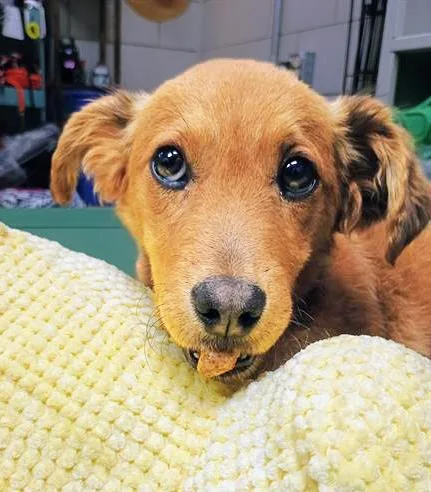 A young small-sized male Red / Chestnut / Orange Mixed Breed dog named Cornflake for adoption in Nashville, TN