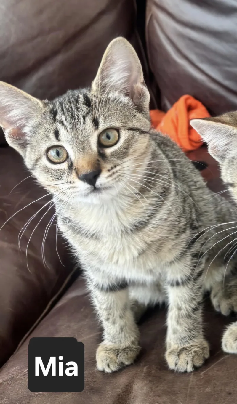 A young small-sized female Tabby (Gray / Blue / Silver) Domestic Short Hair cat named Mia for adoption in North Tonawanda, NY