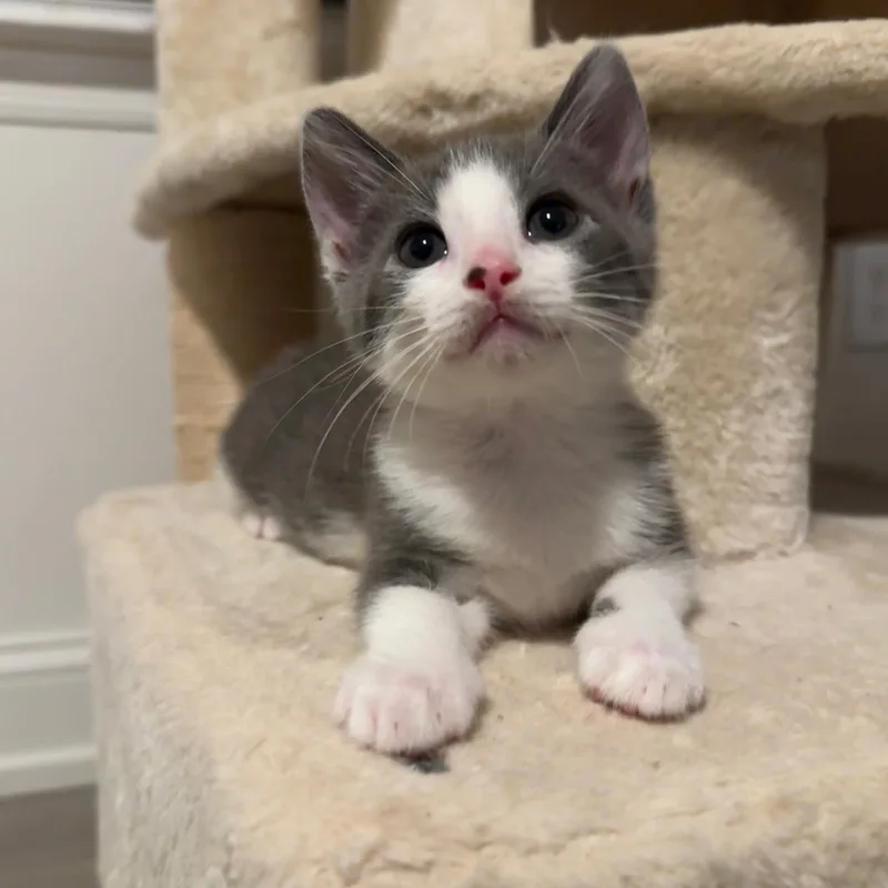 A baby medium-sized female Gray & White Domestic Short Hair cat named Minnow for adoption in Sunrise, FL