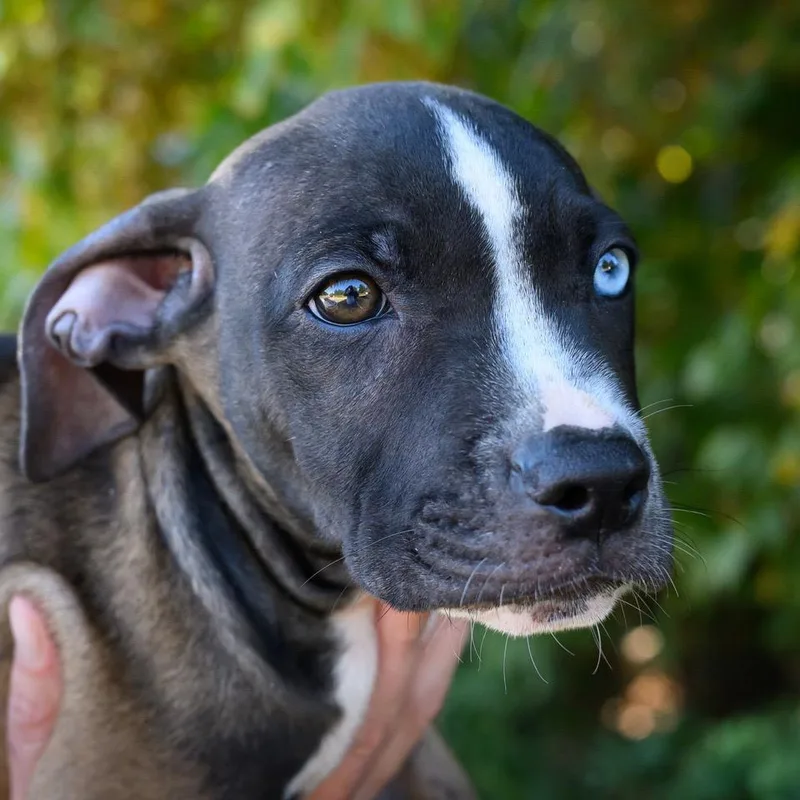 A baby medium-sized male Mixed Breed dog named ALPHARETTA  Chili for adoption in Blairsville, GA