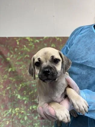 A young small-sized male Pug dog named Grasshopper for adoption in San Antonio, TX