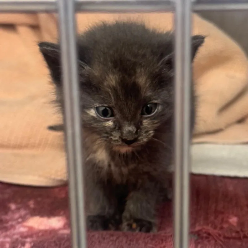 A baby small-sized female Calico Domestic Short Hair cat named Nyx for adoption in Auburn, AL