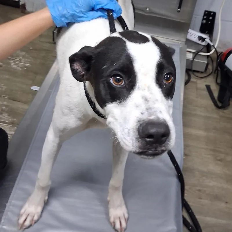 An adult medium-sized male White / Cream Mixed Breed dog named Pepper for adoption in Summerville, SC