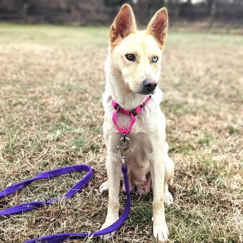 A young medium-sized female Yellow / Tan / Blond / Fawn Cattle Dog dog named Aspen for adoption in Chantilly, VA