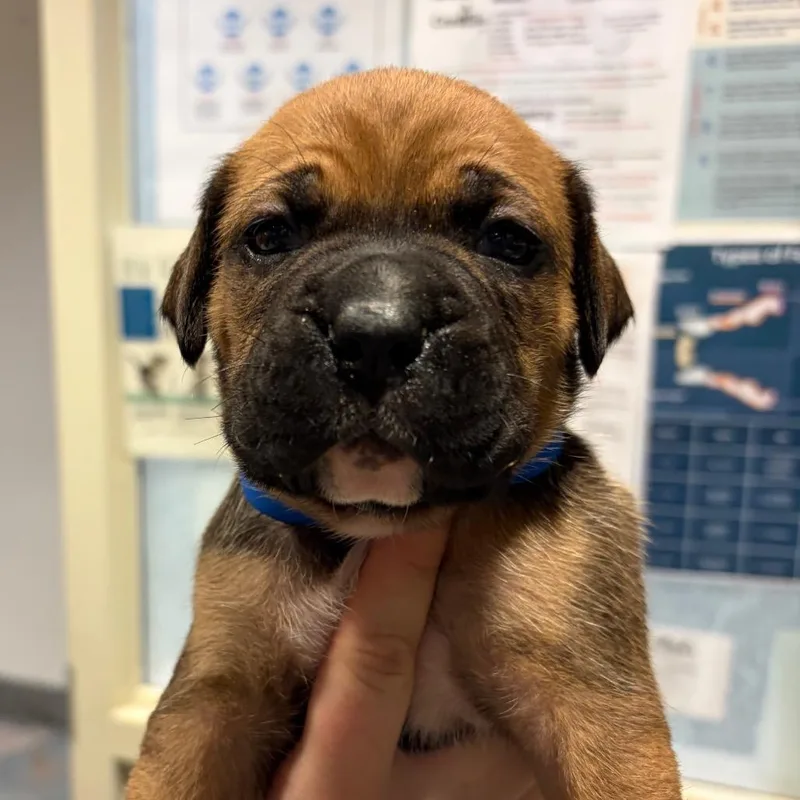 A baby small-sized male Brown / Chocolate Mixed Breed dog named Cedar for adoption in Chattanooga, TN