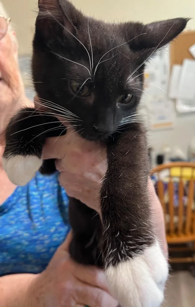 A baby small-sized male Domestic Short Hair cat named Lane for adoption in Thompson Falls, MT