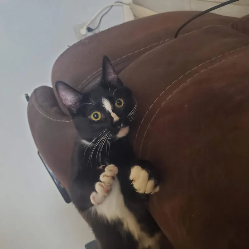 A young medium-sized male Black Domestic Short Hair cat named Sylvester Finch for adoption in Chandler, AZ