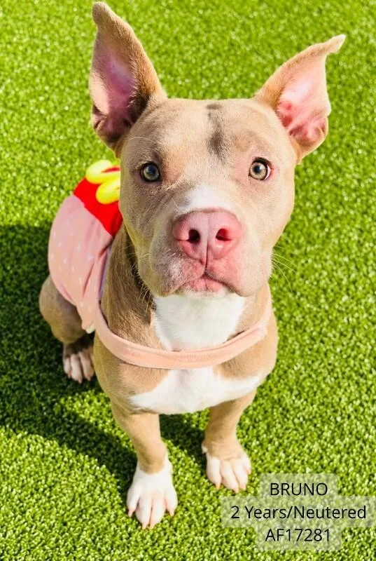 An adult medium-sized male Pit Bull Terrier dog named Bruno for adoption in Supply, NC