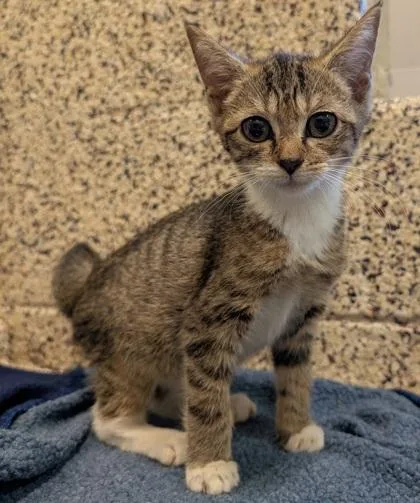 A young small-sized male Domestic Short Hair cat named Phloem for adoption in Aiken, SC
