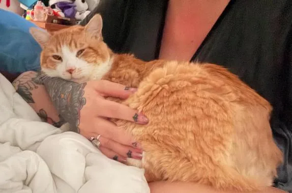 An adult medium-sized male Orange & White Domestic Short Hair cat named Rump Roast for adoption in oceanside, CA