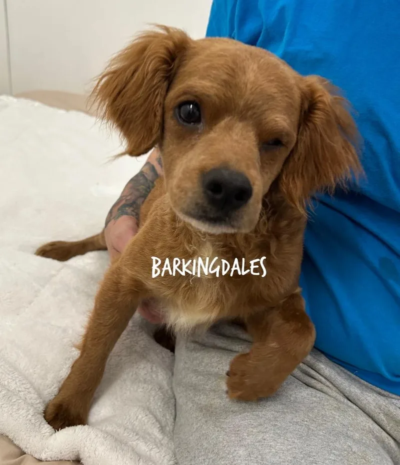 An adult small-sized male Dachshund dog named Barkingdales for adoption in Jacksonville, IL
