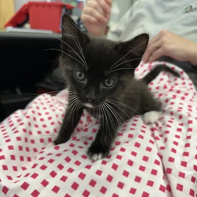 A baby small-sized male Black Domestic Short Hair cat named Umber for adoption in Oak Ridge, TN