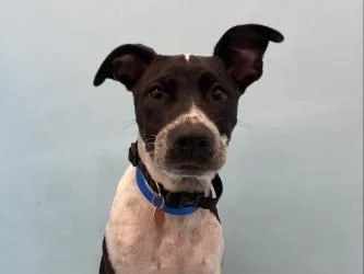 Jax