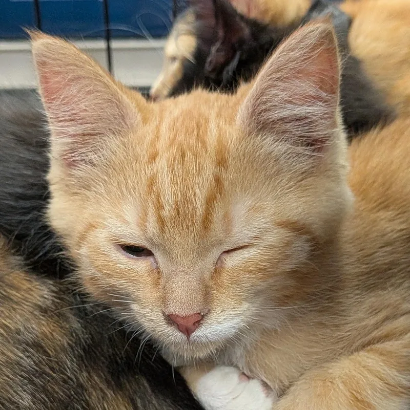 A baby medium-sized male Tabby (Orange / Red) Domestic Short Hair cat named Litterbug for adoption in Eugene, OR
