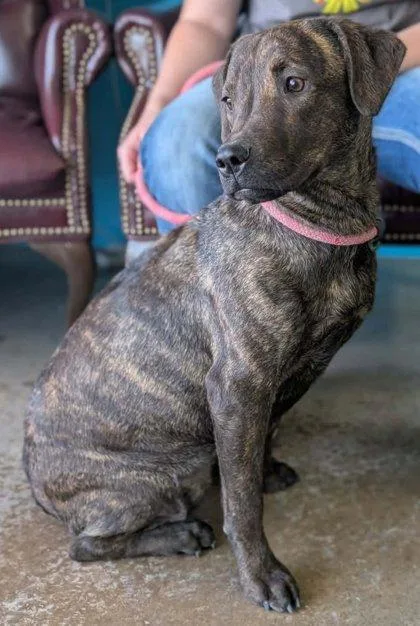 A baby medium-sized female Labrador Retriever dog named Coraline for adoption in La Harpe, KS