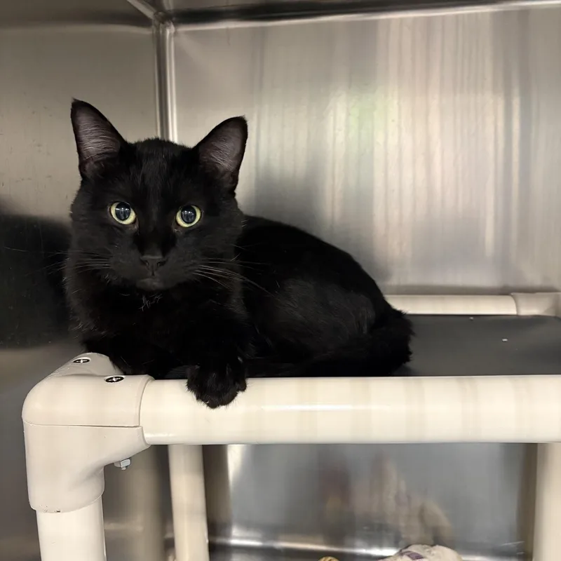 A young large-sized male Black Domestic Short Hair cat named Benito for adoption in Saint Charles, MO