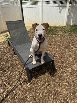 A young large-sized male Mixed Breed dog named Marlo for adoption in Chamblee, GA