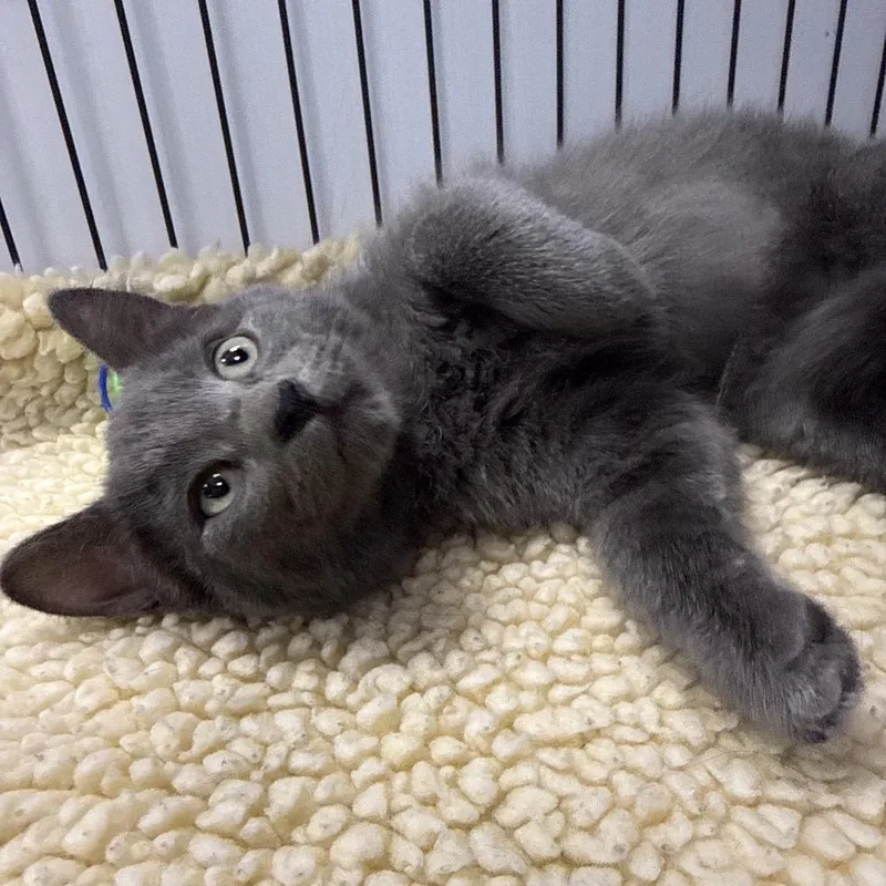 A baby small-sized female Gray / Blue / Silver Domestic Short Hair cat named Boo for adoption in Chaska, MN
