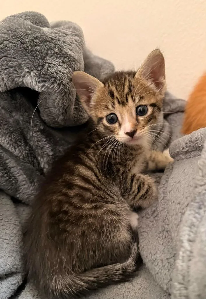 A baby medium-sized male Domestic Short Hair cat named Milo for adoption in Tampa, FL