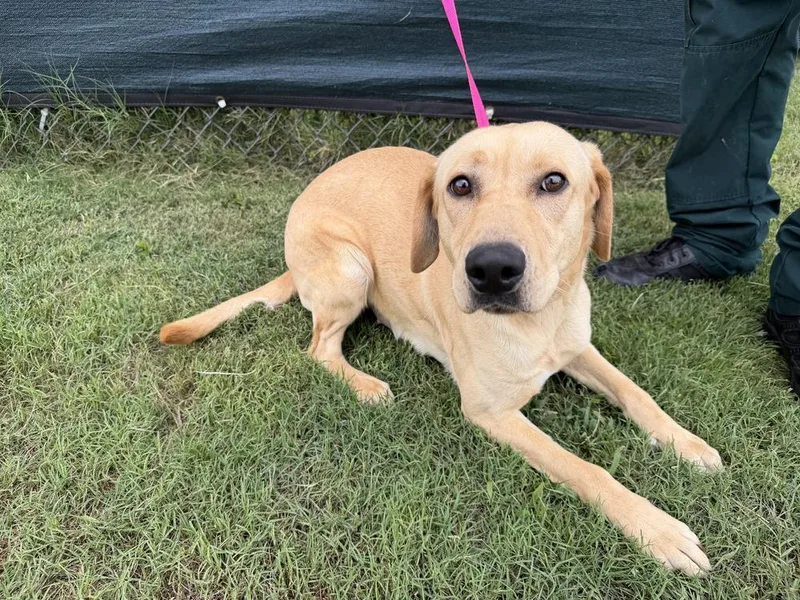 An adult large-sized female Brown / Chocolate Labrador Retriever dog named Magenta for adoption in Lakeland, FL