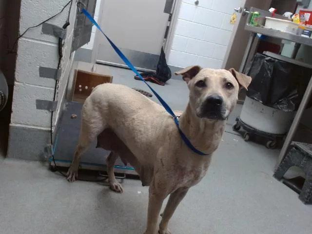 An adult medium-sized female Pit Bull Terrier dog named Jasmine for adoption in Albuquerque, NM