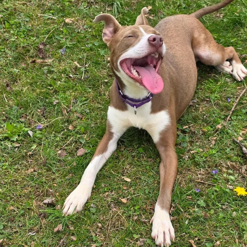An adult medium-sized female Brown / Chocolate Terrier dog named Whisper for adoption in Greensburg, PA