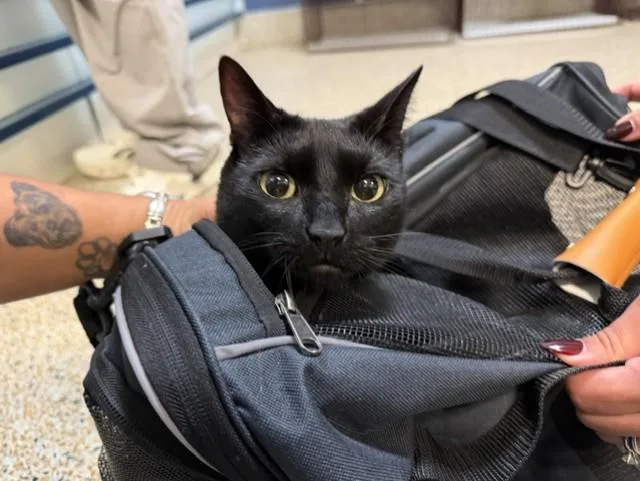 A young small-sized female Domestic Short Hair cat named Sandy for adoption in Miami, FL