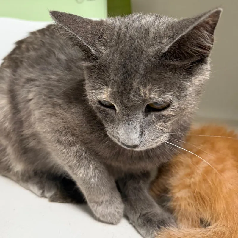 A young medium-sized female Gray / Blue / Silver Domestic Short Hair cat named Davi for adoption in Floresville, TX