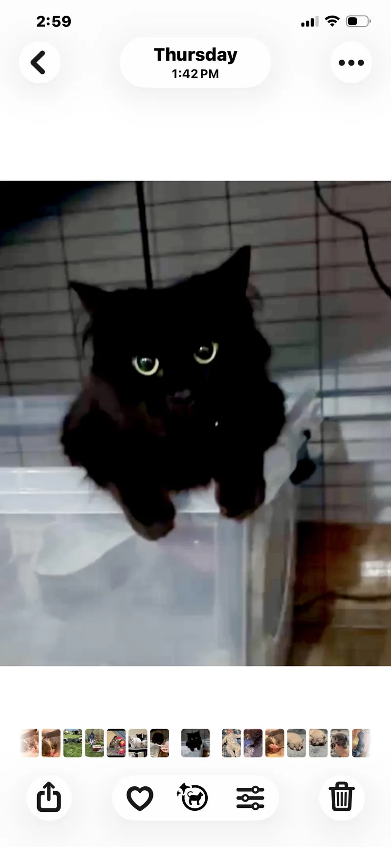 An adult medium-sized female Black Domestic Long Hair cat named Colette for adoption in Port Washington, WI