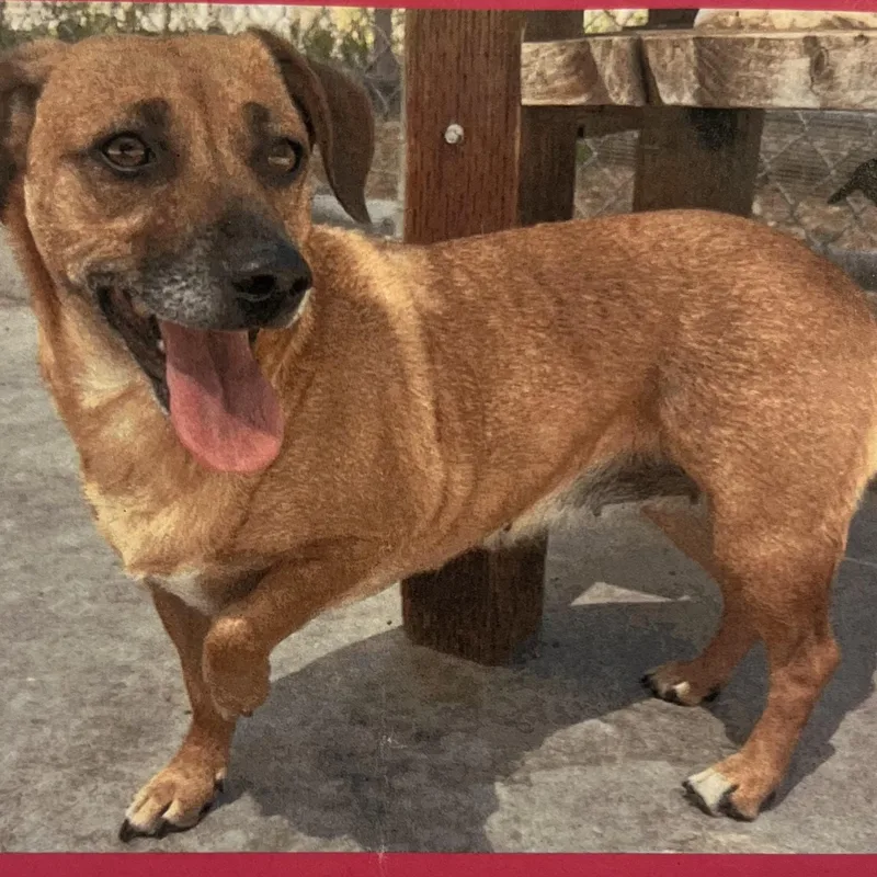 An adult medium-sized female Golden Mixed Breed dog named Zuri for adoption in Lafayette, CA